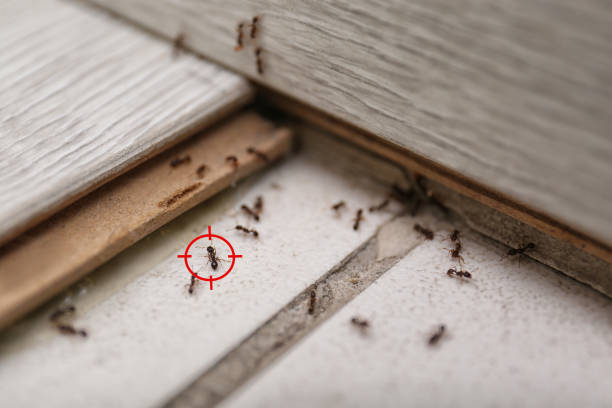 Best Ant Control Services  in Henryetta, OK